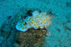 2.5 inch yellow spoted mollusk I saw in the last day of a... by Danny Caspi 